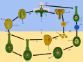 1) Sporophyte 2)Anther 3) Ovule 4) Ovary 5) Microspore Mother Cell 6) Megaspore Mother Cell 7) Microspore 8) Megaspore 9) Pollen Grain (Male Gametophyte) 10) Embryo Sac (Mature Female Gametophyte) 11) Seed 12) Endosperm (3n) 13) Mature Seed I) diploid (2n) II) haploid (n) III) Meiosis IV) Mitosis V) Pollination VI) Double Fertilization The plant fertilization cycle is called alternation of generations and begins with the development of both the male and female gametophytes. The male gametophytes are produced when the microspore mother cell in the pollen sacs of the anther goes through meiosis and produces four microspores (pollen). The female gametophyte is produced when a megaspore mother cell in the ovary goes through meiosis and produces four megaspores, three of which will disintegrate. The male gametophytes develop into pollen grains and the female gametophytes become an embryo sac. Development of the sporophyte occurs when the pollen grain germinates on the stigma and produces a pollen tube that extends in the style until it reaches an ovule of the ovary. Double fertilization occurs when the pollen tube releases two sperm. One sperm fertilizes the egg to produce a zygote and the other fertilizes the polar nuclei producing a triploid endosperm nucleus. The endosperm nucleus divides to produce endosperm food for the plant. The ovule develops into a seed and contains the embryo and the endosperm. The zygote develops to produce the plant. When condition are appropriate, the seed germinates. The plant becomes a mature sporophyte.