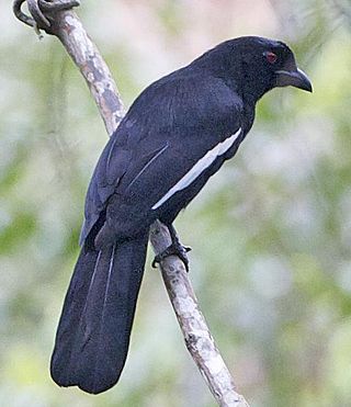 <span class="mw-page-title-main">Malayan black magpie</span> Species of bird