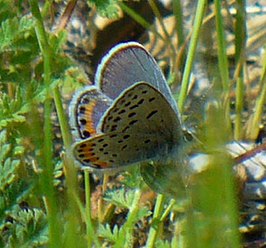 Icaricia acmon