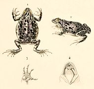 Pleurodema marmoratum, drawing