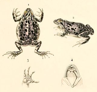 <i>Pleurodema marmoratum</i> Species of frog