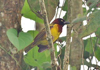 <span class="mw-page-title-main">Giant weaver</span> Species of bird