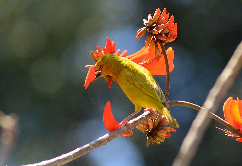 File:Ploceus subaureus in St Lucia, South Africa - 1806.jpg