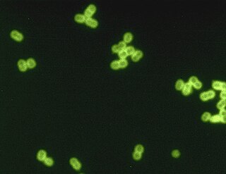 <i>Streptococcus pneumoniae</i> Species of bacterium