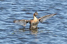 In Rio Grande do Sul, Brazil Podiceps major -Santa Vitoria do Palmar, Rio Grande do Sul, Brazil-8.jpg