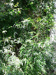 Podocarpus gracilior2. jpg