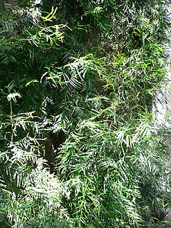Podocarpus gracilior2.jpg