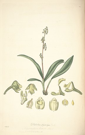 Resim açıklaması Polystachya concreta (Dendrobium polystachyon olarak) -Collectanea Botanica tab 20.jpg.