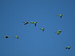 Polytelis swainsonii -Giralang, Canberra, Australia -flock flying-8.jpg