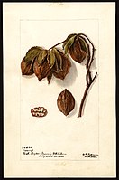 Image of the Swamp variety of hickory (scientific name: Carya), with this specimen originating in Holly, Houston County, Texas, United States. (1903)