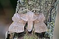 * Nomination Poplar hawk-moth (Laothoe populi populi), Hungary --Charlesjsharp 08:56, 26 August 2019 (UTC) * Promotion  Support Focus seems to be on the tree surface rather than the moth but still good enough --MB-one 10:24, 26 August 2019 (UTC)* Comment It's a focus stacked image. Charlesjsharp 15:46, 26 August 2019 (UTC)