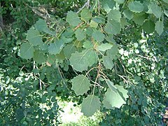 Лист молодой осины. Осина (Populus tremula). Осина обыкновенная (Populus tremula). Тополь дрожащий (осина) – Populus tremula. Осина Сибирская.