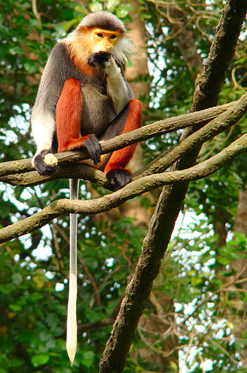 Šarasti langur