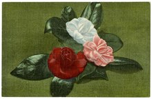 Anteriore: Immagine di Camellia Japonicas.;  Verso: "Marshallville, Georgia, "Where Georgia Peaches Started." Migliaia di Camellia Japonicas, novembre-marzo.";  Verso: "Genuine Curteich-Chicago, "CT American Art""