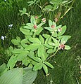 Comarum palustre & Equisetum scirpoides