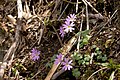 コイワザクラ Primula reinii