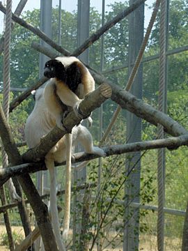 Животные в вене. Парижский Зоологический парк. Propithecus perrieri. Венские животные Венские Венские животные.