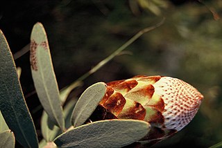 <i>Protea inopina</i> Species of plant