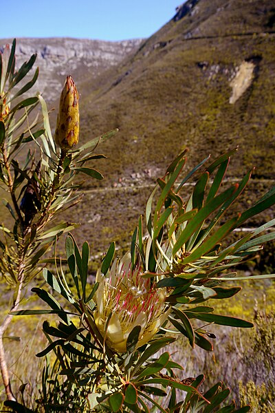 File:Protea repens (3).JPG