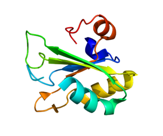 <span class="mw-page-title-main">RBM17</span> Protein-coding gene in the species Homo sapiens