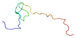 Ақуыз YAF2 PDB 2d9g.png