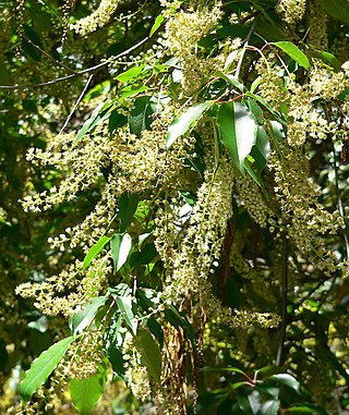 <i>Prunus brachybotrya</i> Species of tree