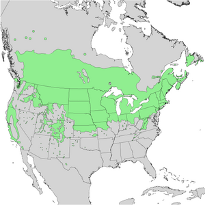 Prunus virginiana range map 1.png