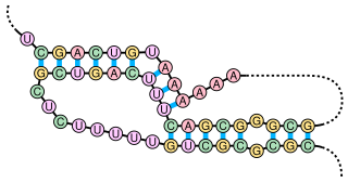 <span class="mw-page-title-main">Pseudoknot</span> Nucleic acid secondary structure