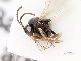 Pseudometagea montana