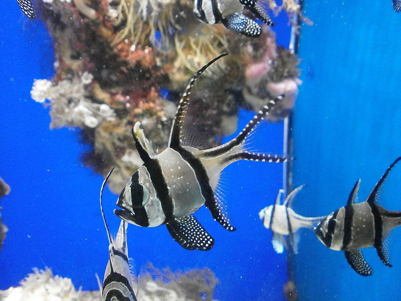 File:Pterapogon kauderni in aquarium.JPG