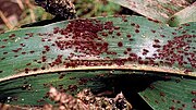 Miniatura para Puccinia purpurea