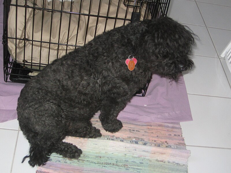 File:Puli clipped coat.jpg