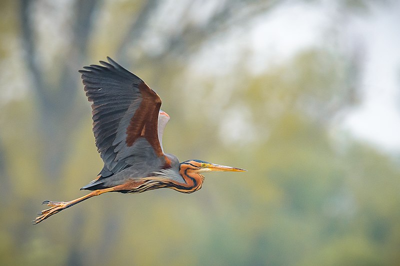 File:Purpurreiher (ardea purpurea) im Flug - NSG Wagbachniederung 2.jpg