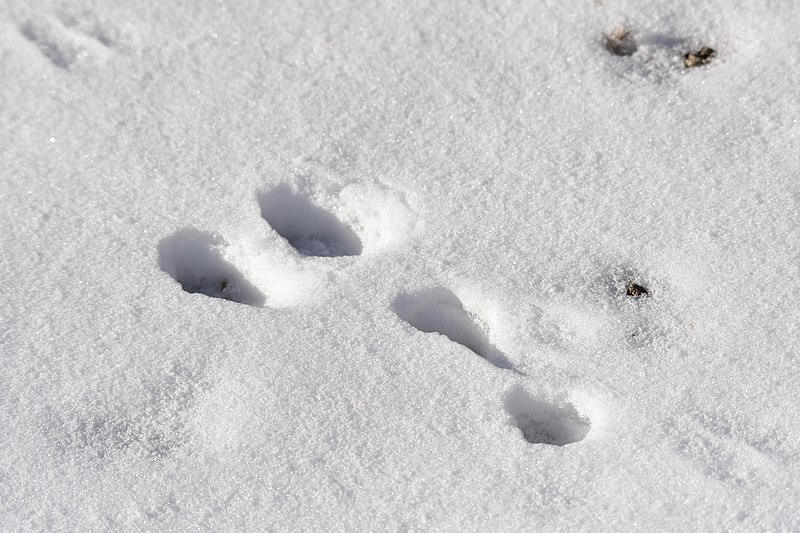 File:Pygmy rabbit tracks on Seedskadee National Wildlife Refuge (25467781028).jpg