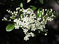 Pyracantha coccinea, Ognik szkarłatny, 2019-05-24