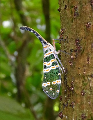 <i>Pyrops spinolae</i> Species of true bug