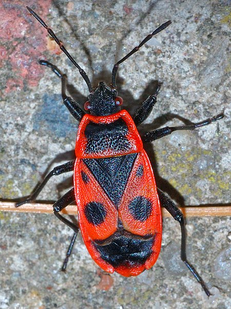 Pyrrhocoris apterus (aka).jpg