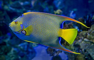 Queen angelfish Species of marine angelfish