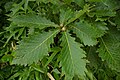 신갈나무 잎