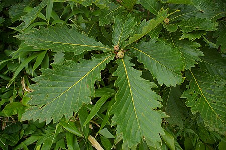 Tập tin:The leaves of an acorn.JPG