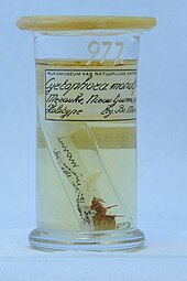 Holotype of Cyrtophora monulfi – A spider is submerged in alcohol in a vial with a handwritten label