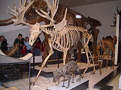 Fossilized skeleton of the Pliocene-Pleistocene cervid Cervalces, or the stag moose ROM - Stag-moose.jpg