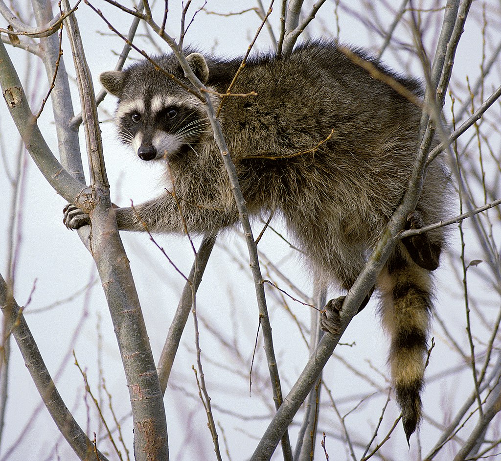 Raccoon climbing in tree - Cropped and color corrected.jpg