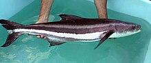 Thumbnail for Aquaculture of cobia