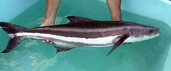 A female broodstock cobia weighing about 8 kilograms prior to transport to broodstock holding tanks Rachycentron canadum.jpg