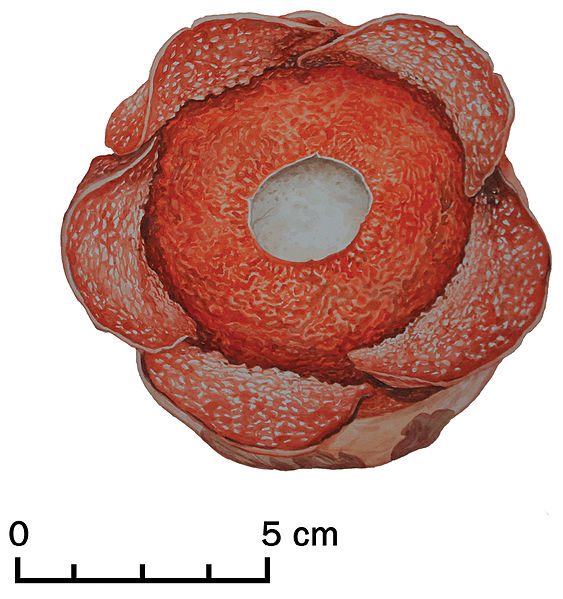 File:Rafflesia consueloae color illustration.jpg