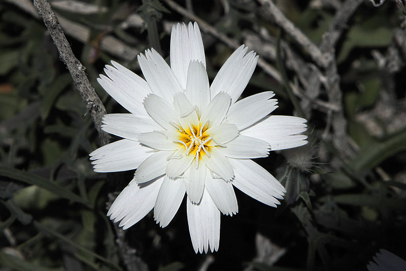 File:Rafinesquia neomexicana in Death Valley.jpg