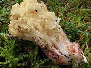 <i>Ramaria sanguinea</i> Species of fungus