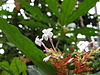 Rauwolfia serpentina(Flower).jpg