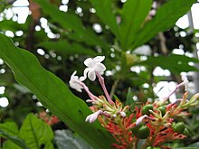 Ayurvedic Herb Sarpagandha (Rauvolfia serpentina) Rauwolfia serpentina(Flower).jpg